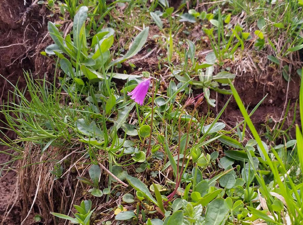 Soldanella pusilla